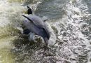 Turtlemound River Tours Dolphin