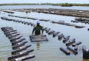 NSB Features Excellent Local Oysters