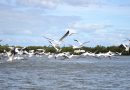 White Pelicans