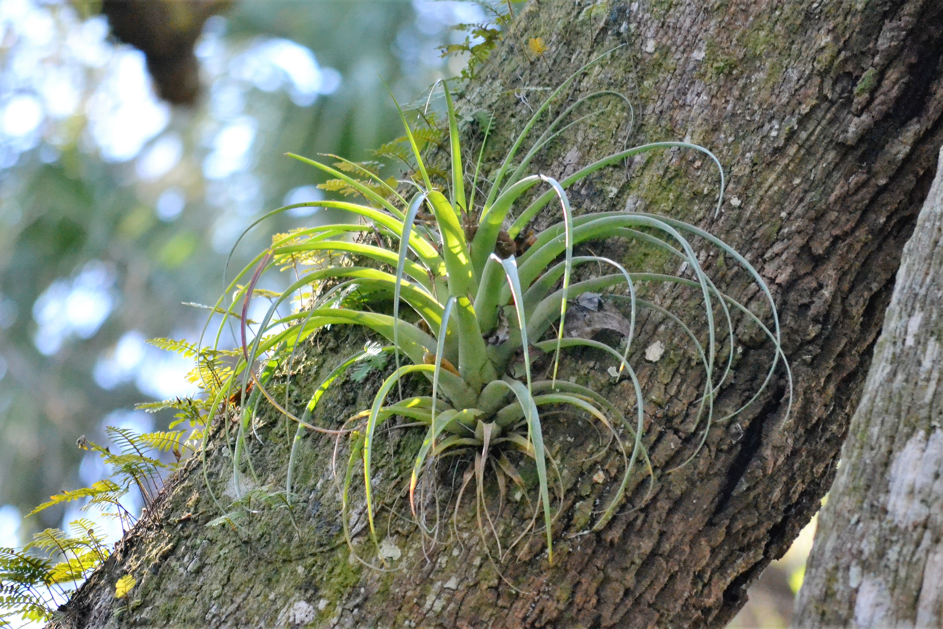 Airplant at Sugar Mill Ruins